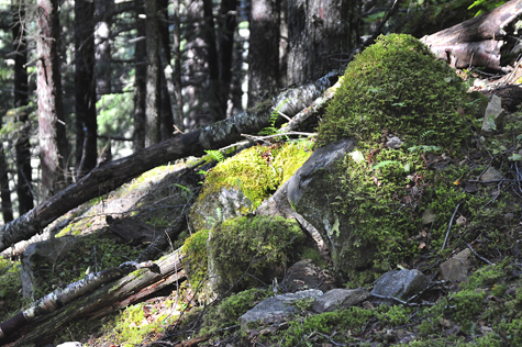 Melanie Heinrich Images - Alaska